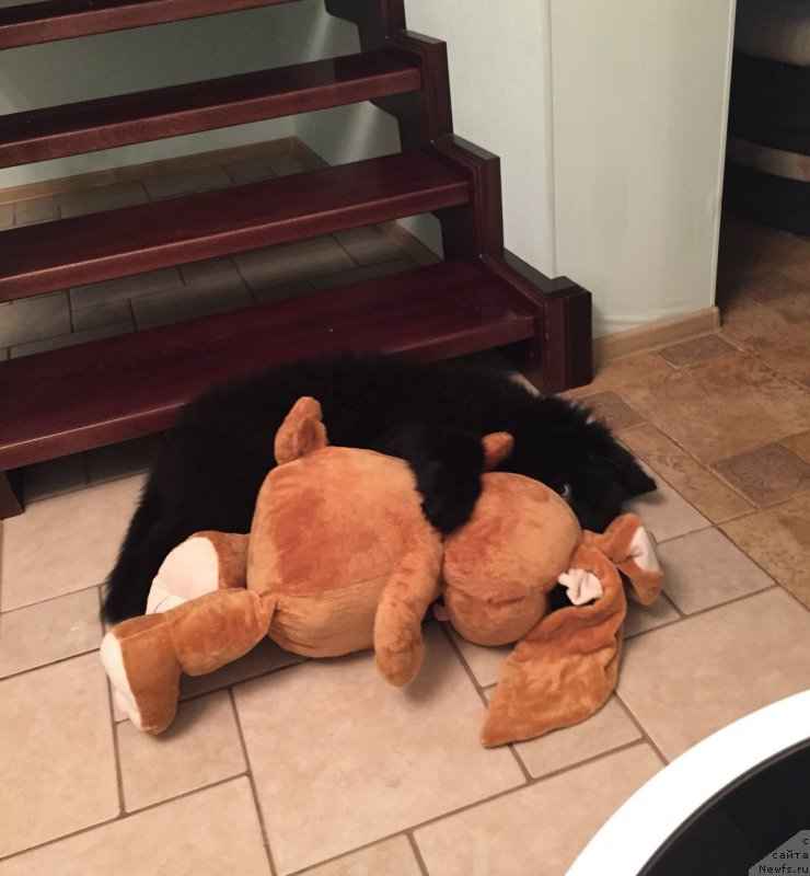 Фото: ньюфаундленд Смигар Юликс Солнечный