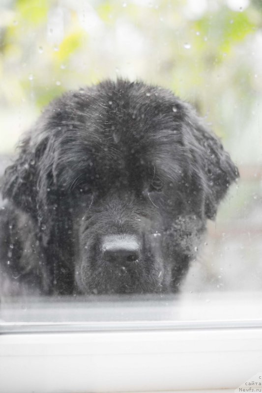 Фото: ньюфаундленд Акватория Келвин Явное Чудо