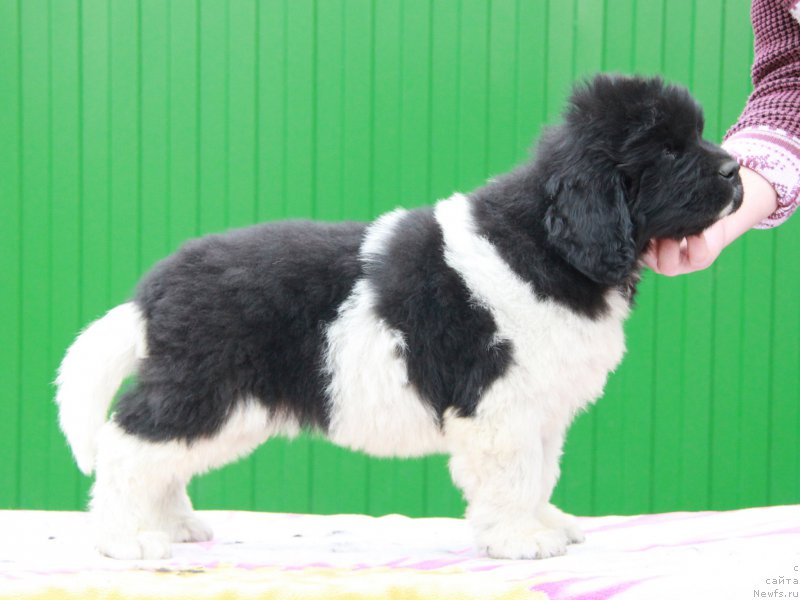 Фото: ньюфаундленд Аквиан Сонг Рой Солей