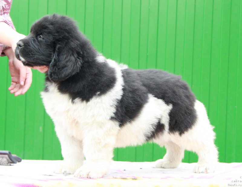 Фото: ньюфаундленд Аквиан Сонг Рой Солей