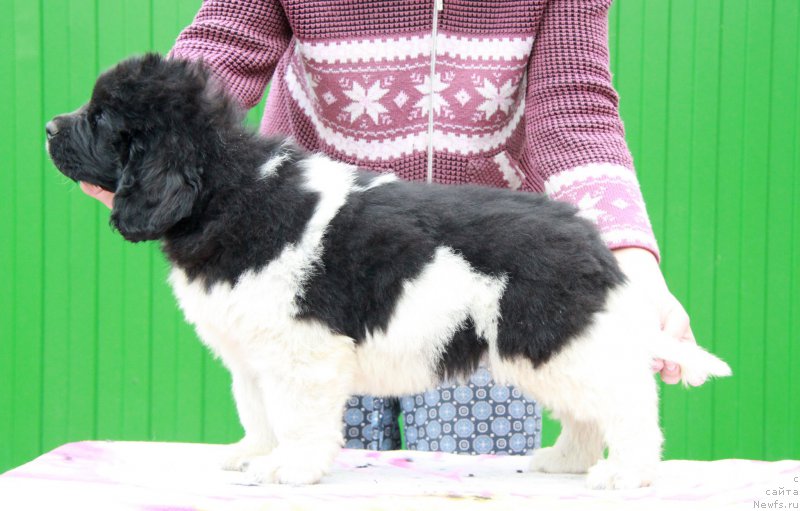 Фото: ньюфаундленд Аквиан Сонг Рой Солей