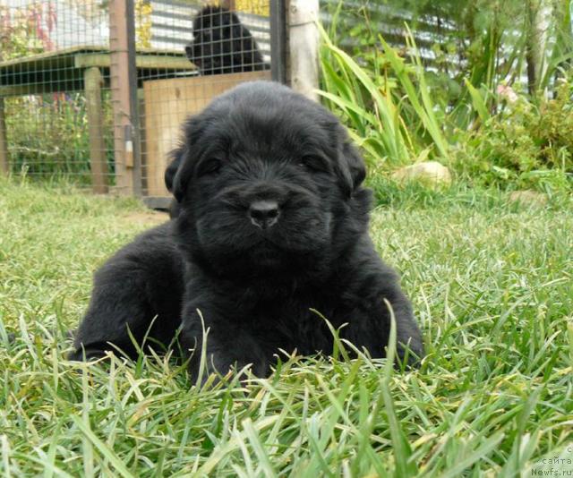 Фото: ньюфаундленд Пчёлкин Дом Вивальди