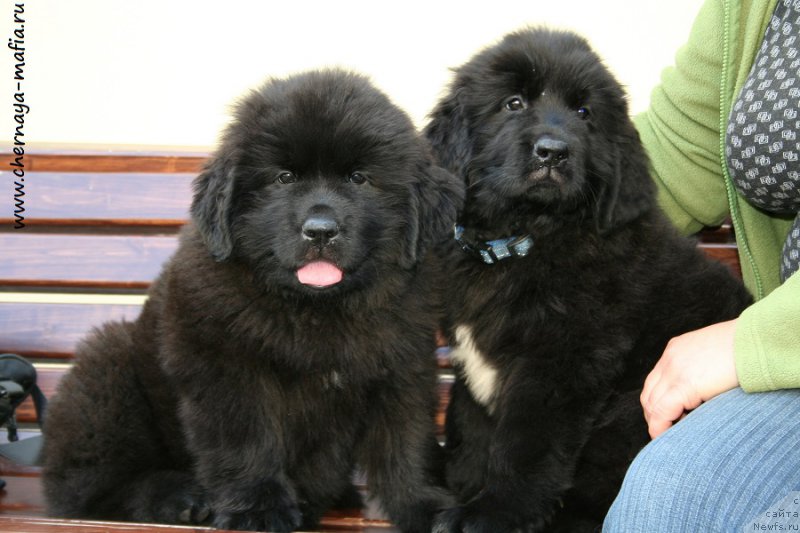 Фотография № 191040