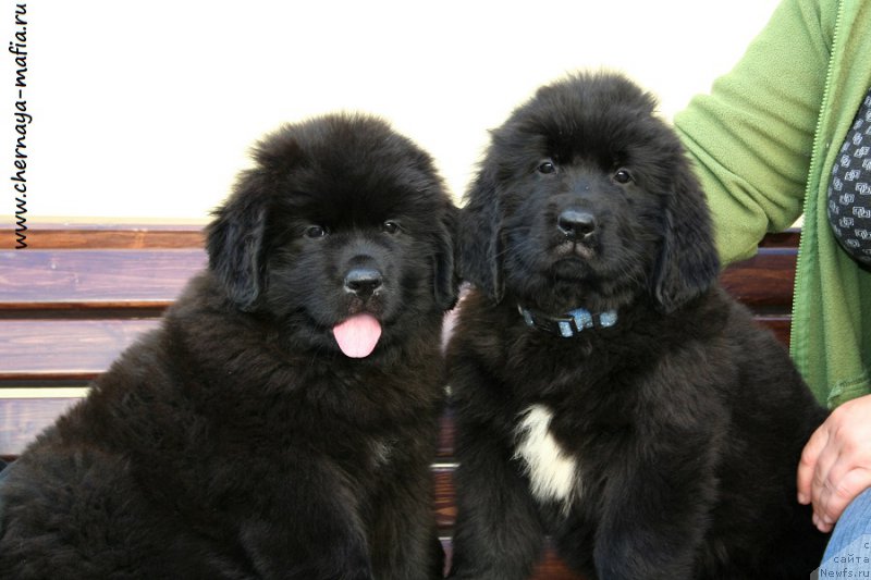 Фотография № 191041