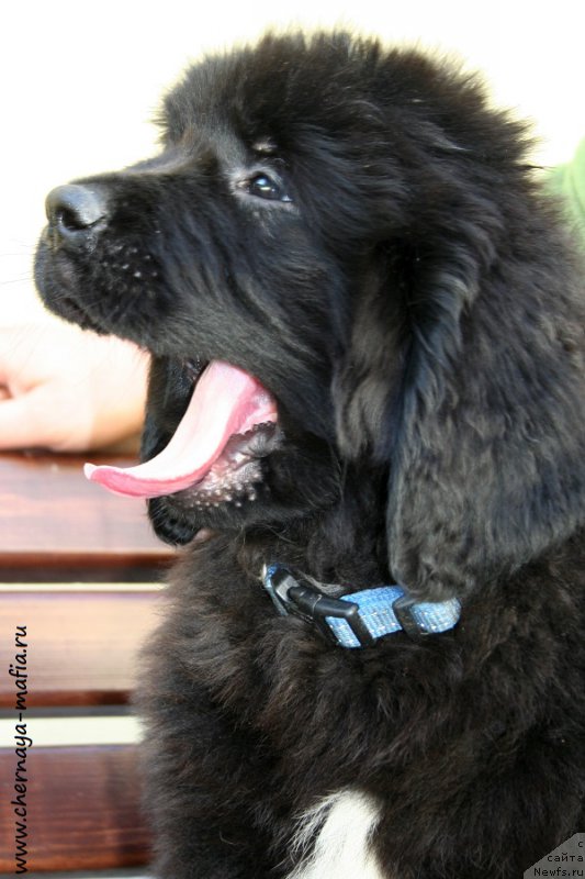 Фотография № 191043