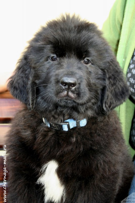 Фотография № 191044