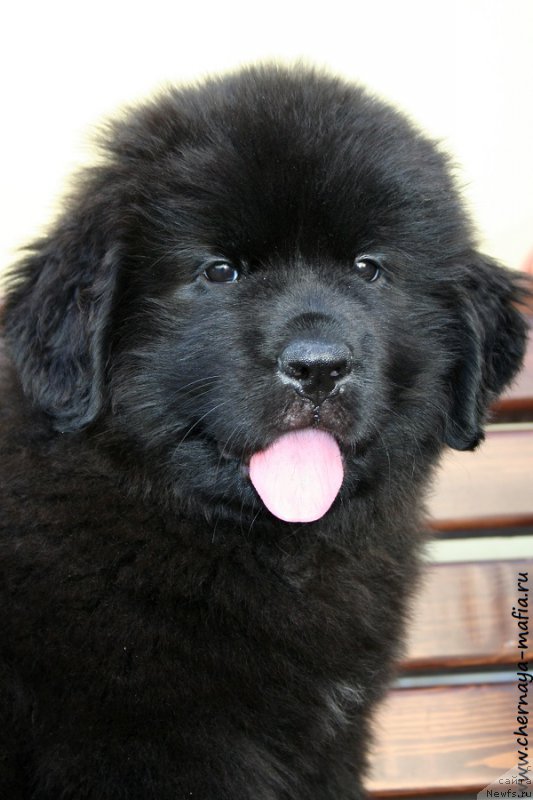 Фотография № 191045