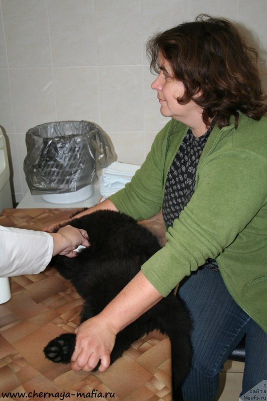 Фото: Ирина Веснина, ньюфаундленд Черная Мафия Абове анд Беуонд (Chernaya Mafia Above and Beyond)