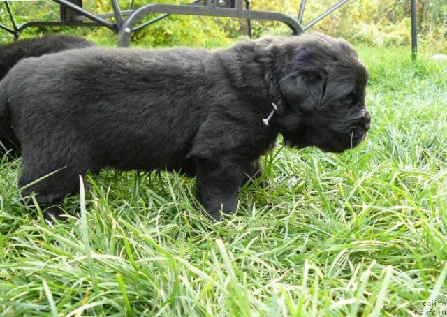 Фото: ньюфаундленд Пчёлкин Дом Вивальди