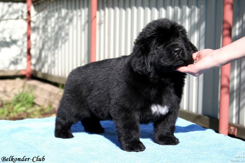 Фотография № 191068