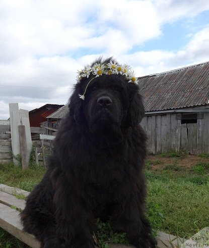 Фото: ньюфаундленд Севертан Рожденная Легендой