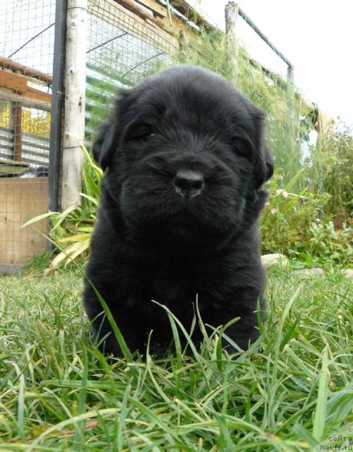 Фото: ньюфаундленд Пчёлкин Дом Вивальди