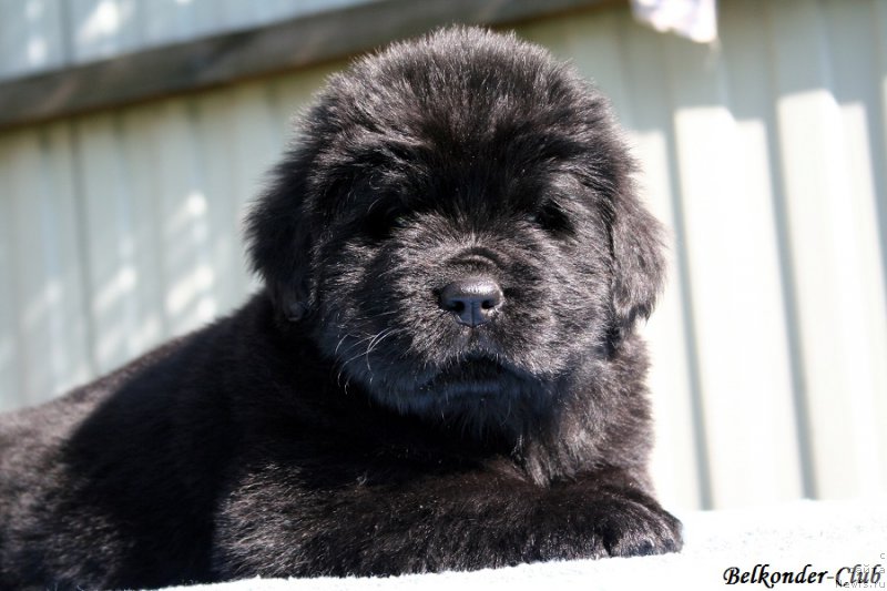 Фотография № 191081