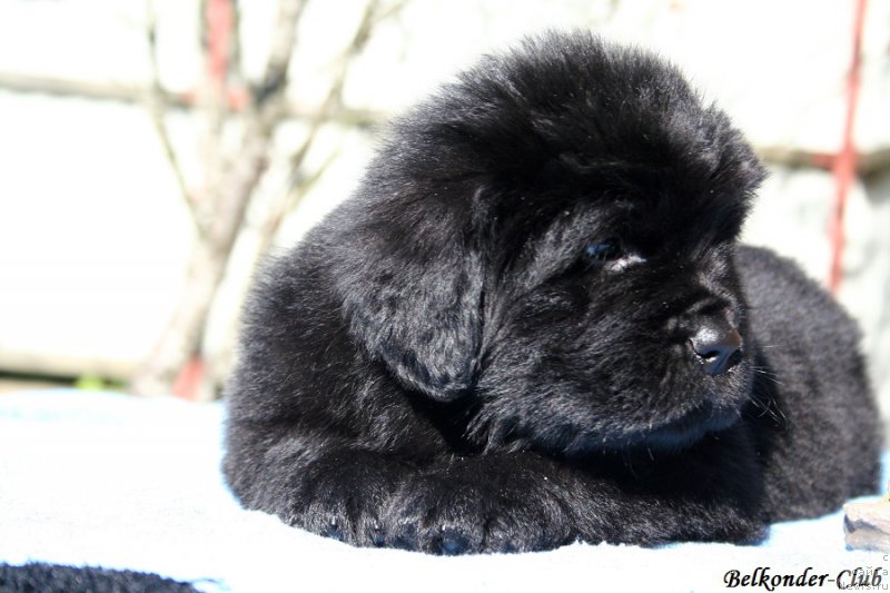 Фотография № 191083