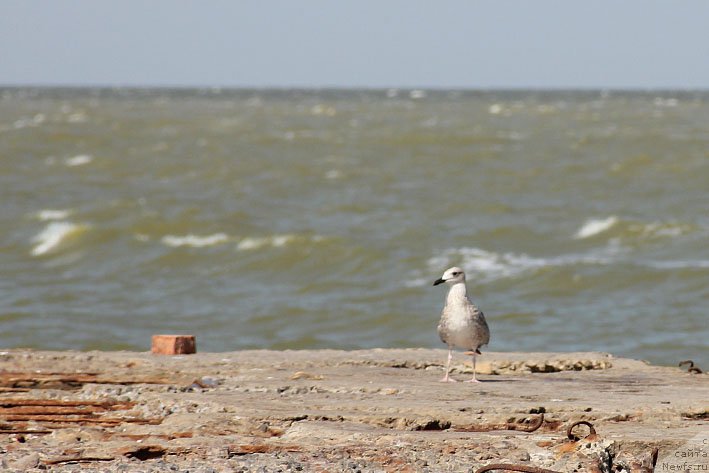 Фотография № 191084