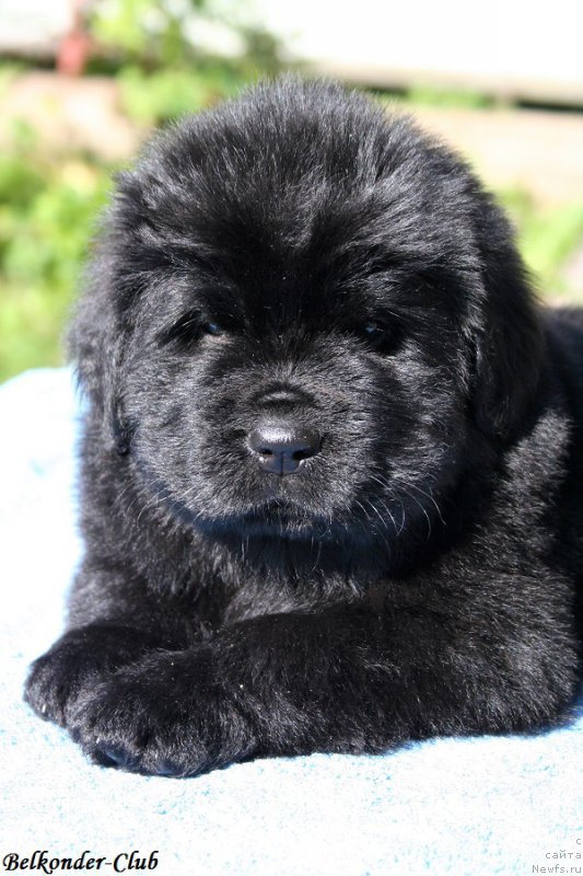 Фотография № 191085