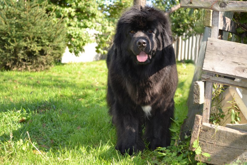 Фото: ньюфаундленд Талисман Моря Мишель