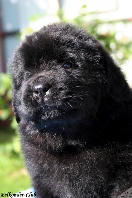 Фотография № 191102