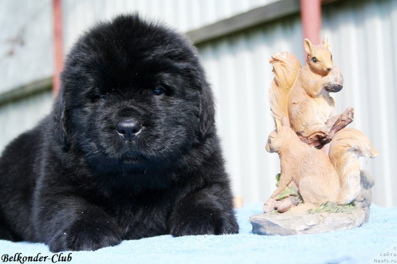 Фото: ньюфаундленд Белкондер-Клаб Бургунди Айс (Belkonder-Club Burgundy Ice)