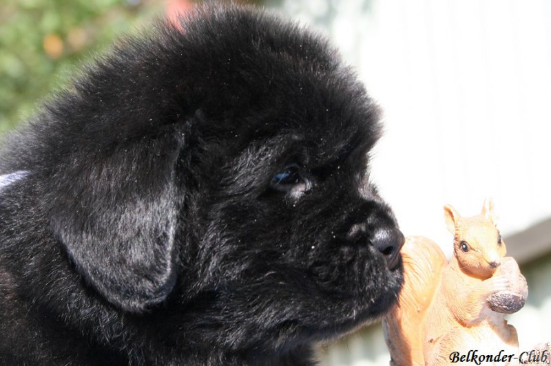 Фото: ньюфаундленд Белкондер-Клаб Бургунди Айс (Belkonder-Club Burgundy Ice)