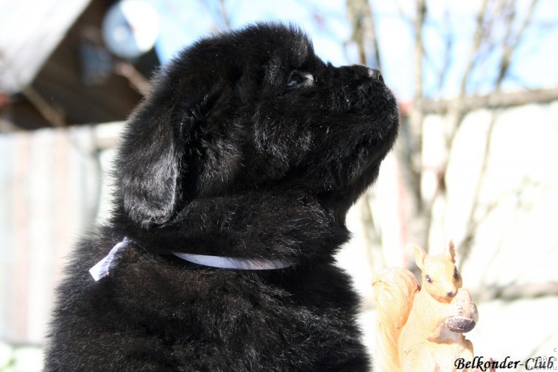 Фото: ньюфаундленд Белкондер-Клаб Бургунди Айс (Belkonder-Club Burgundy Ice)
