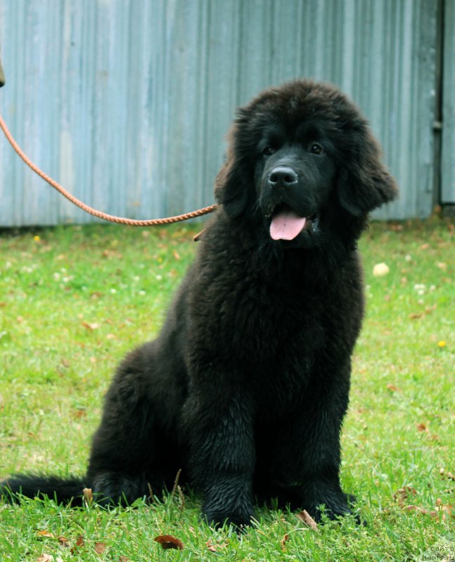 Фото: ньюфаундленд Браунблад МСК Жамал Амира