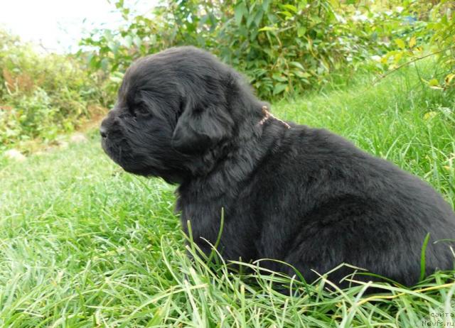 Фото: ньюфаундленд Пчёлкин Дом Верба