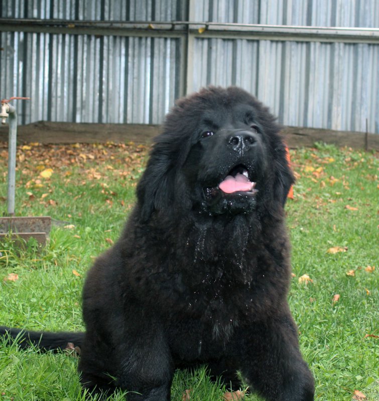 Фото: ньюфаундленд Браунблад МСК Жамал Амира