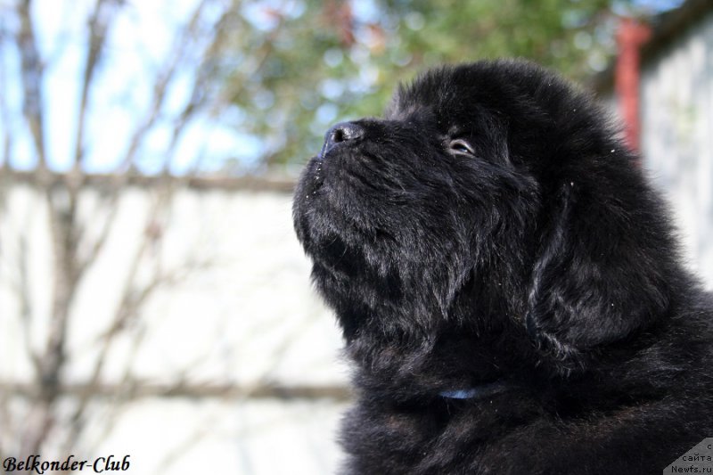 Фотография № 191112