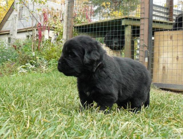 Фото: ньюфаундленд Пчёлкин Дом Верба