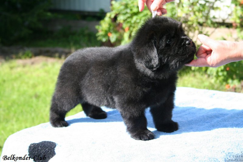 Фото: ньюфаундленд Белкондер-Клаб Бургунди Айс (Belkonder-Club Burgundy Ice)