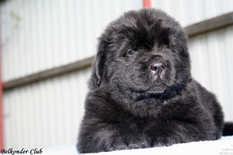 Фото: ньюфаундленд Белкондер-Клаб Бургунди Айс (Belkonder-Club Burgundy Ice)