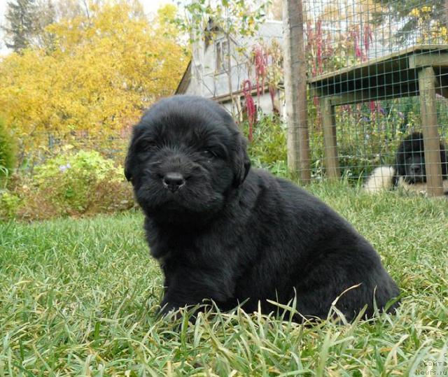 Фото: ньюфаундленд Пчёлкин Дом Верба