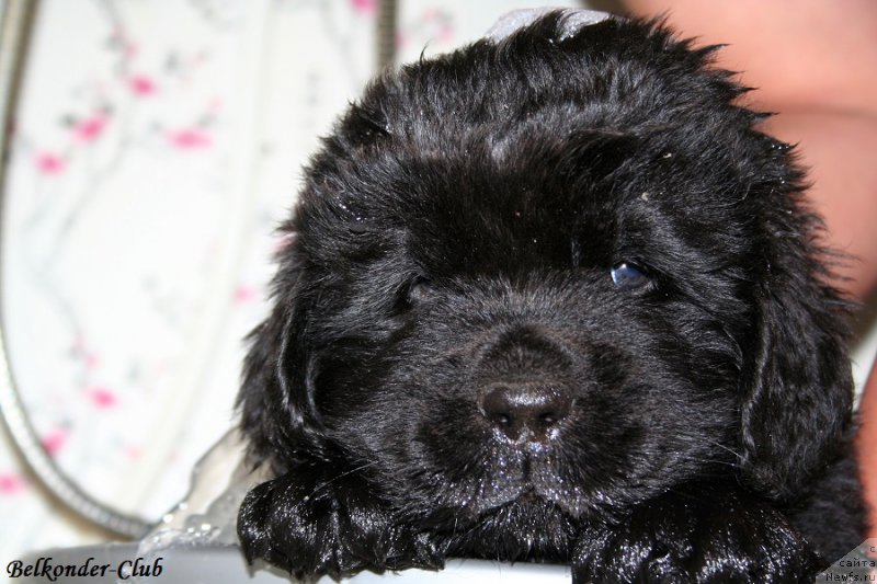 Фотография № 191135