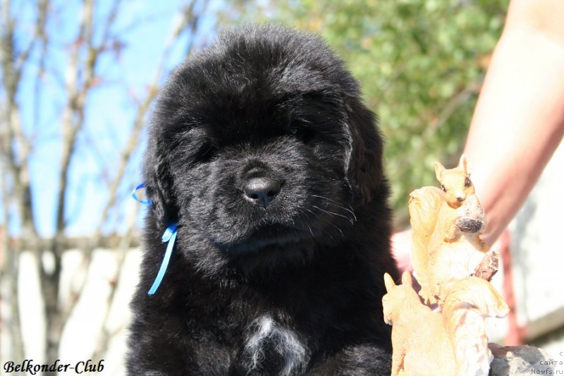 Фото: ньюфаундленд Белкондер-Клаб Блэк Бейлиз (Belkonder-Club Black Baileys)