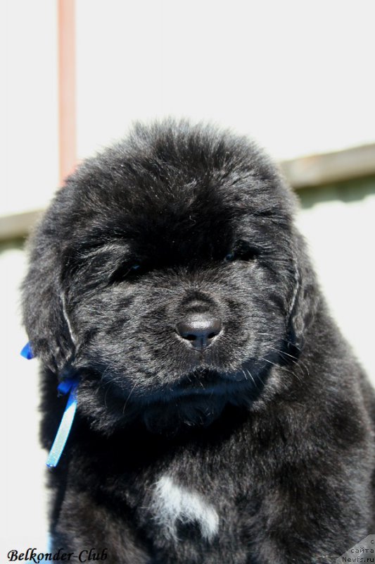 Фотография № 191142