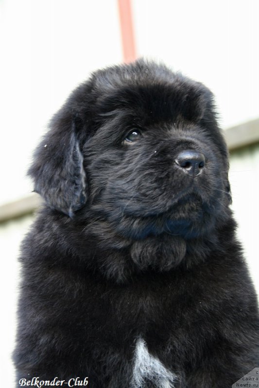 Фотография № 191144