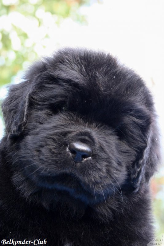 Фотография № 191148