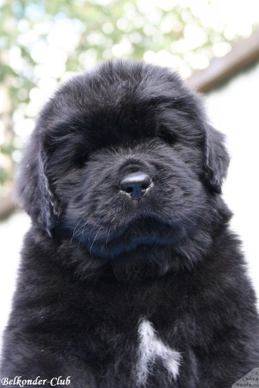 Фотография № 191150