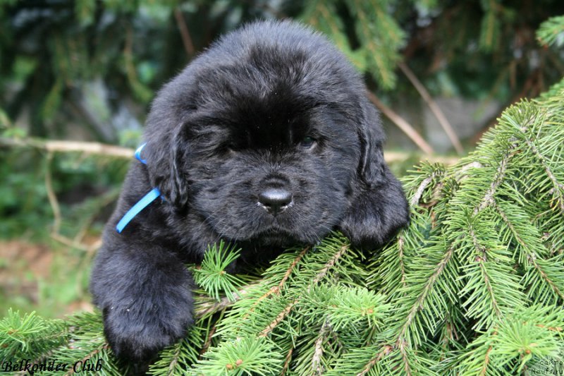 Фото: ньюфаундленд Белкондер-Клаб Блэк Бейлиз (Belkonder-Club Black Baileys)
