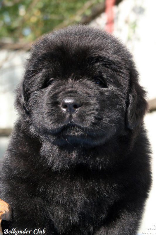 Фото: ньюфаундленд Белкондер-Клаб Бриллиант Корсар (Belkonder-Club Brilliant Corsair)