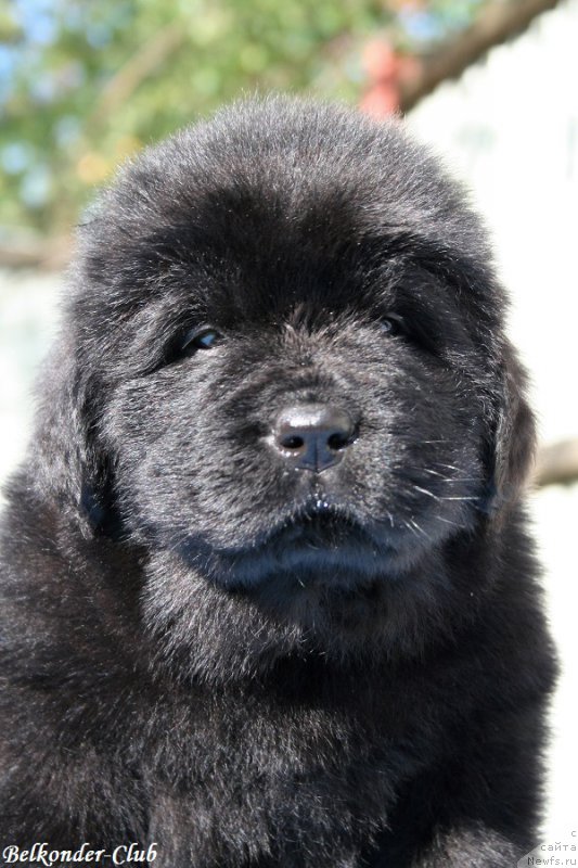 Фотография № 191161