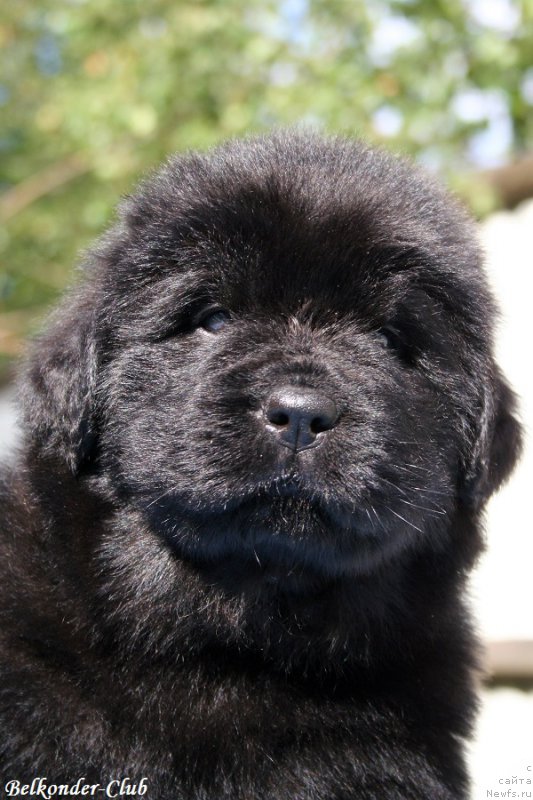 Фотография № 191163