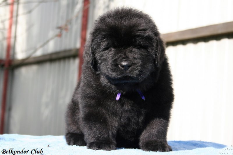 Фотография № 191165