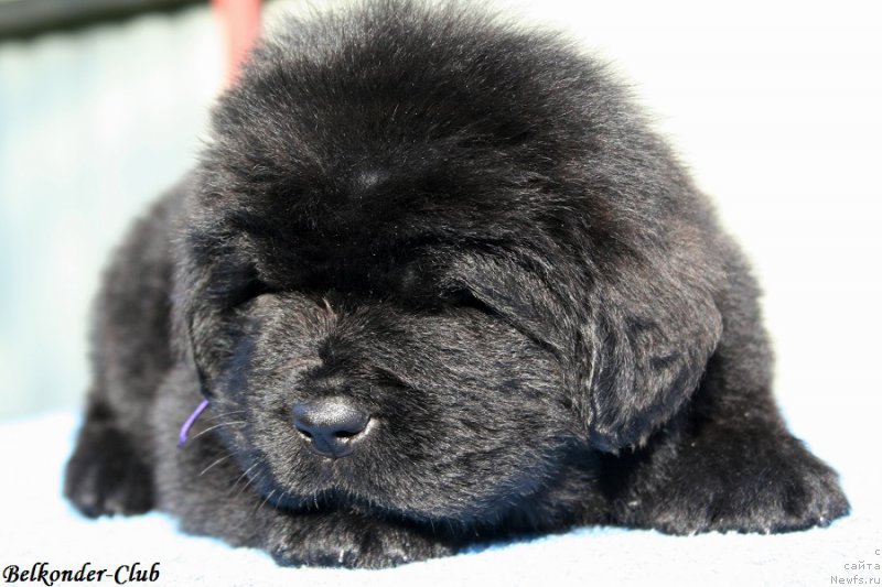 Фото: ньюфаундленд Белкондер-Клаб Бриллиант Корсар (Belkonder-Club Brilliant Corsair)