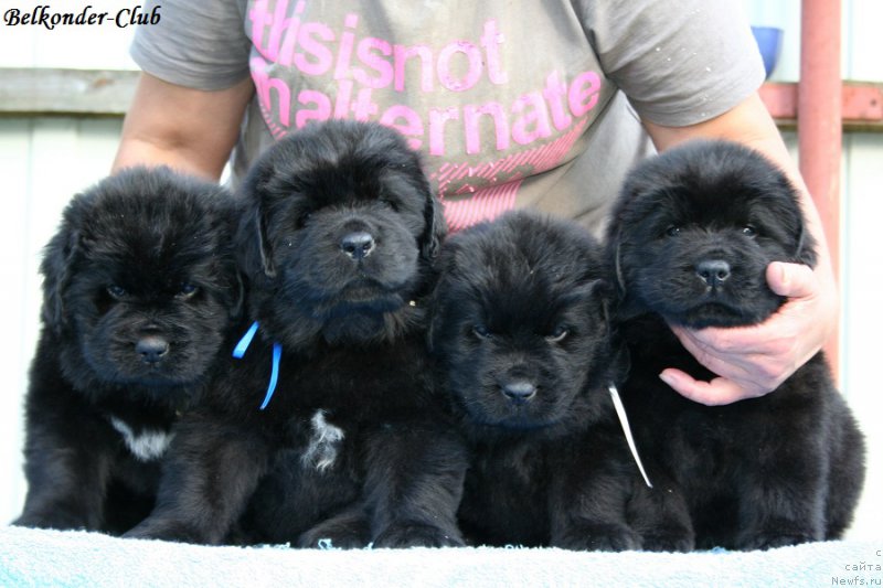 Фотография № 191180