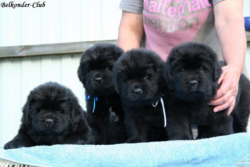 Фотография № 191181