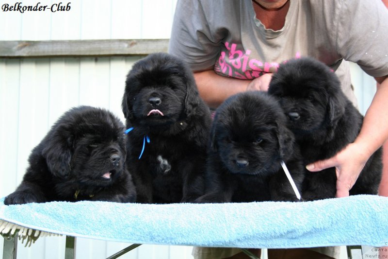 Фото: ньюфаундленд Белкондер-Клаб Биг Перпл (Belkonder-Club Big Purple), ньюфаундленд Белкондер-Клаб Блэк Бейлиз (Belkonder-Club Black Baileys), ньюфаундленд Белкондер-Клаб Бургунди Айс (Belkonder-Club Burgundy Ice), ньюфаундленд Белкондер-Клаб Бриллиант Корсар (Belkonder-Club Brilliant Corsair)