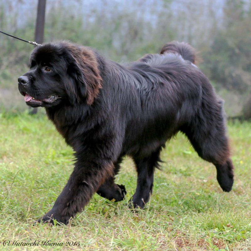 Фото: ньюфаундленд Вперед Зовущая с Берега Дона (Vpered Zovuschaya s Berega Dona)