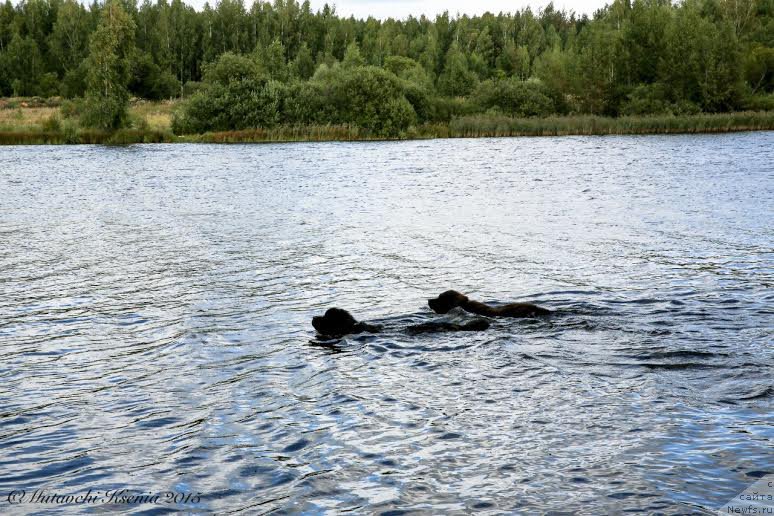 Фото: ньюфаундленд Вперед Зовущая с Берега Дона (Vpered Zovuschaya s Berega Dona), ньюфаундленд Дон с Берега Дона (Don s Berega Dona)